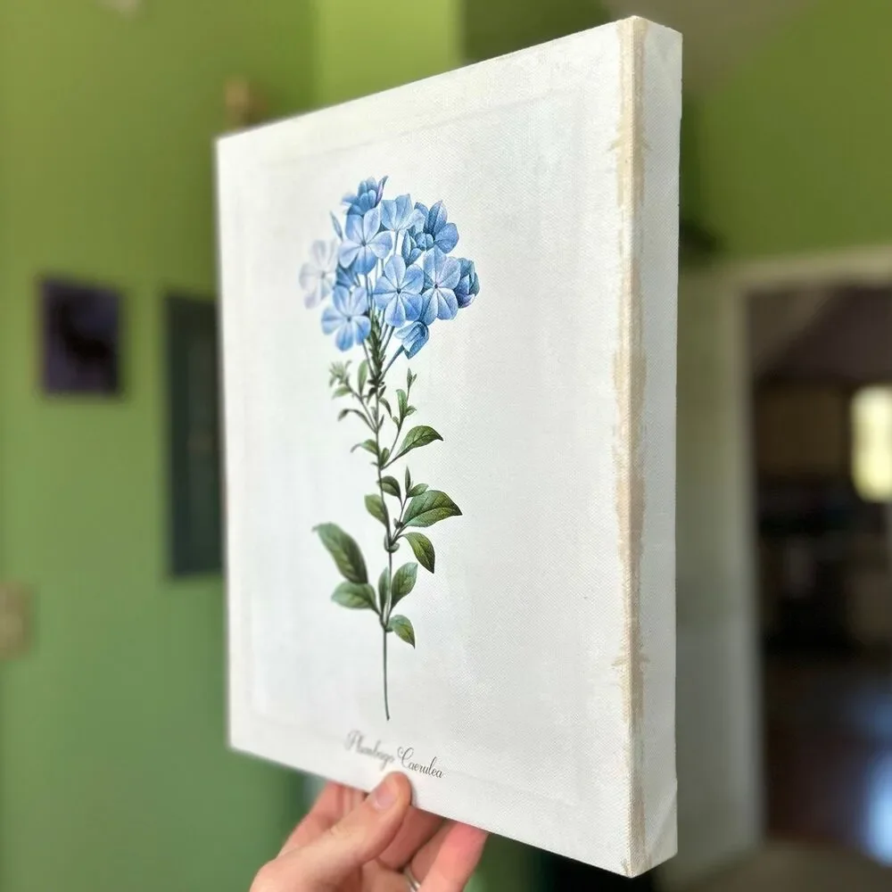 Charming Rustic Floral Blue Plumbago Flower Canvas Wrapped Wall Sign